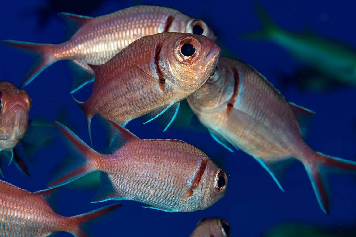 Myripristis jacobus TG_437_54.jpg