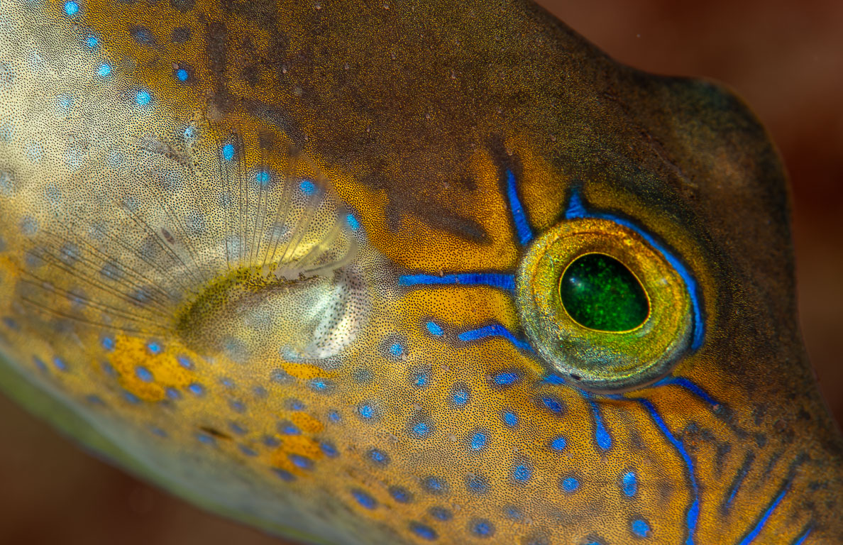 Canthigaster rostrata TG_438_31.jpg