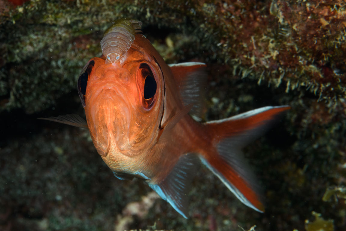 Anilocra TG_438_4.jpg