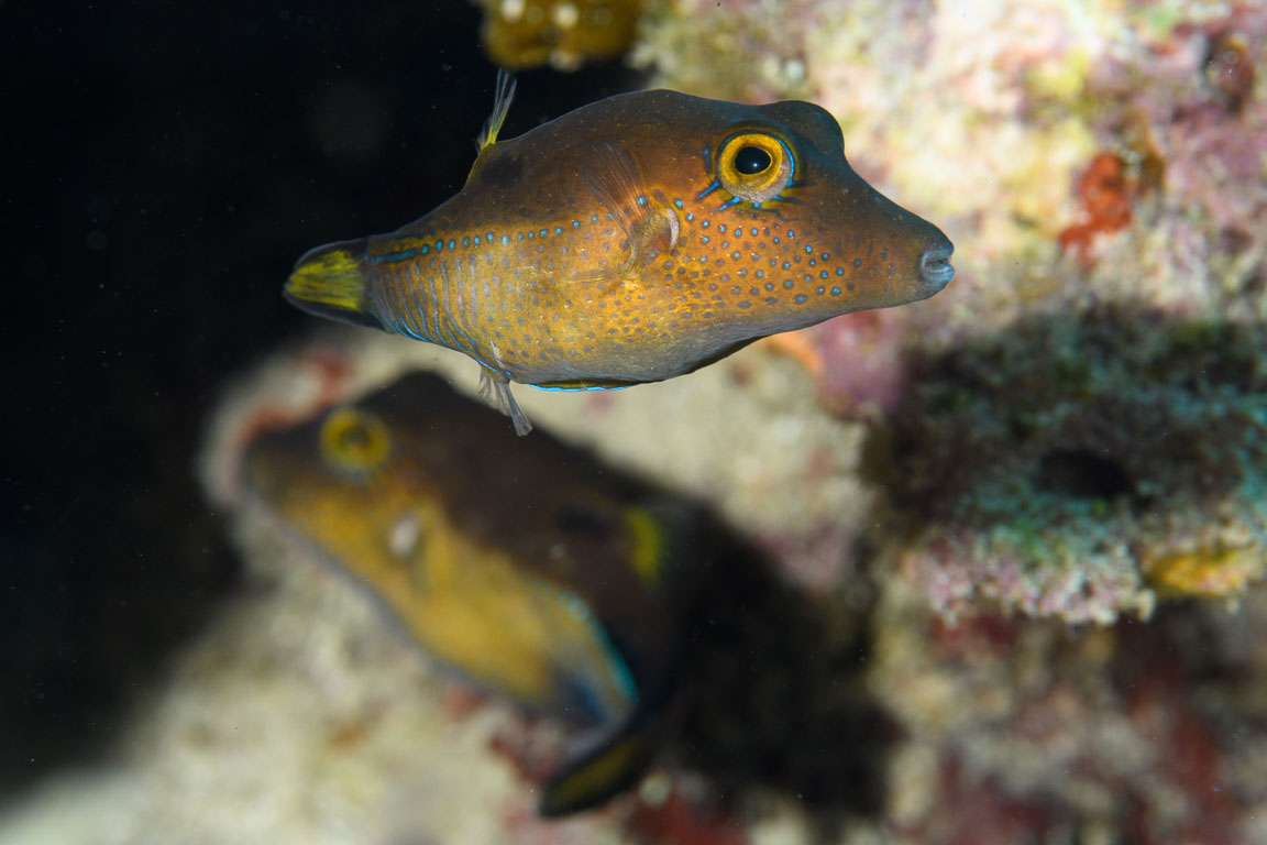 Canthigaster rostrata TG_438_58.jpg