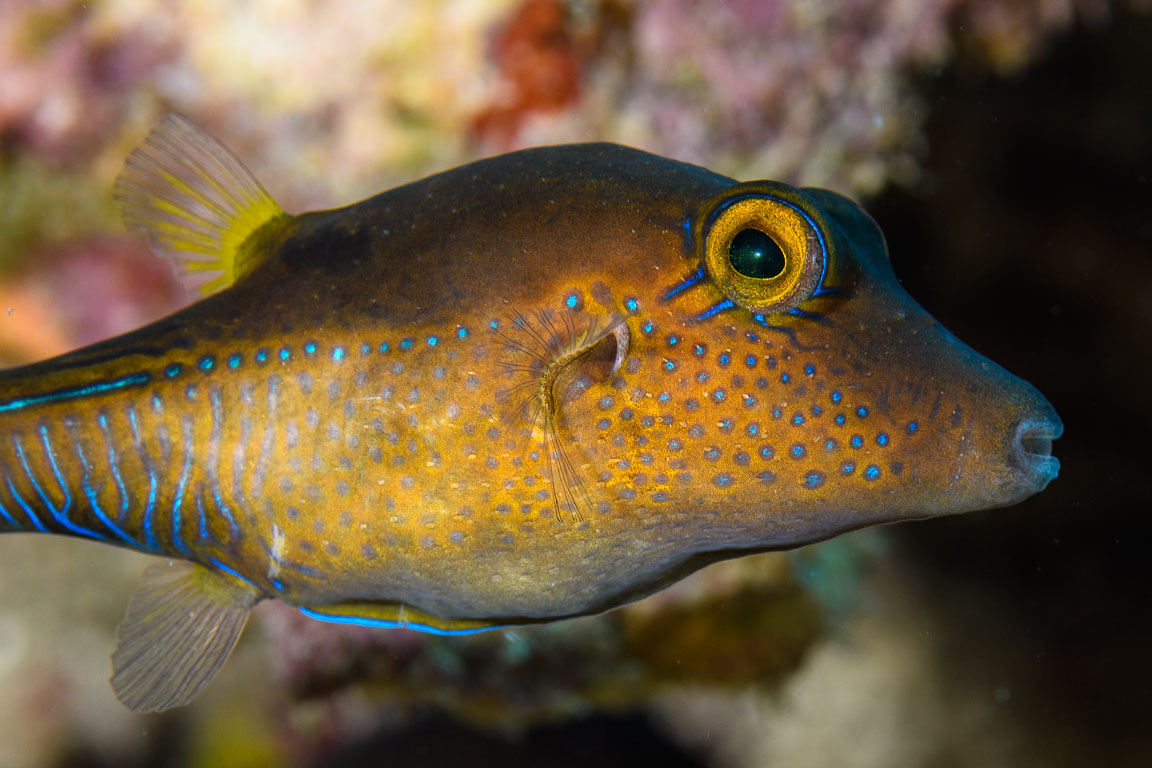 Canthigaster rostrata TG_438_61.jpg