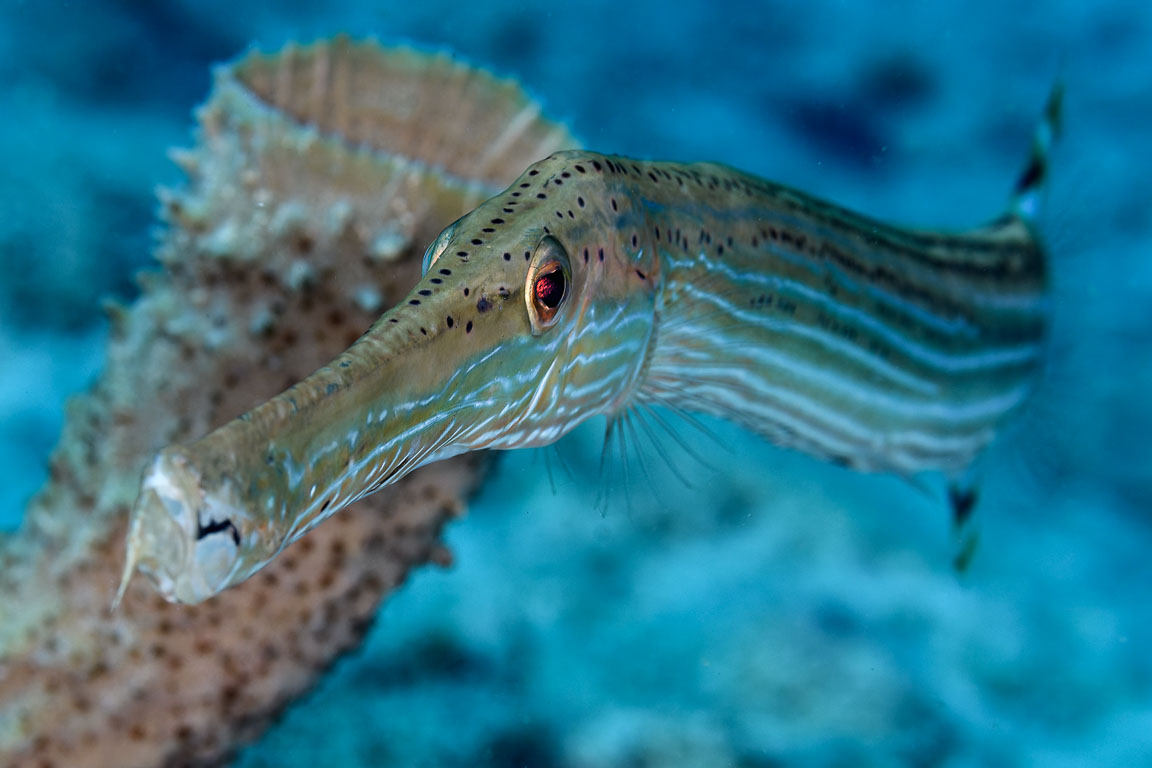 Aulostomus maculatus TG_438_9.jpg