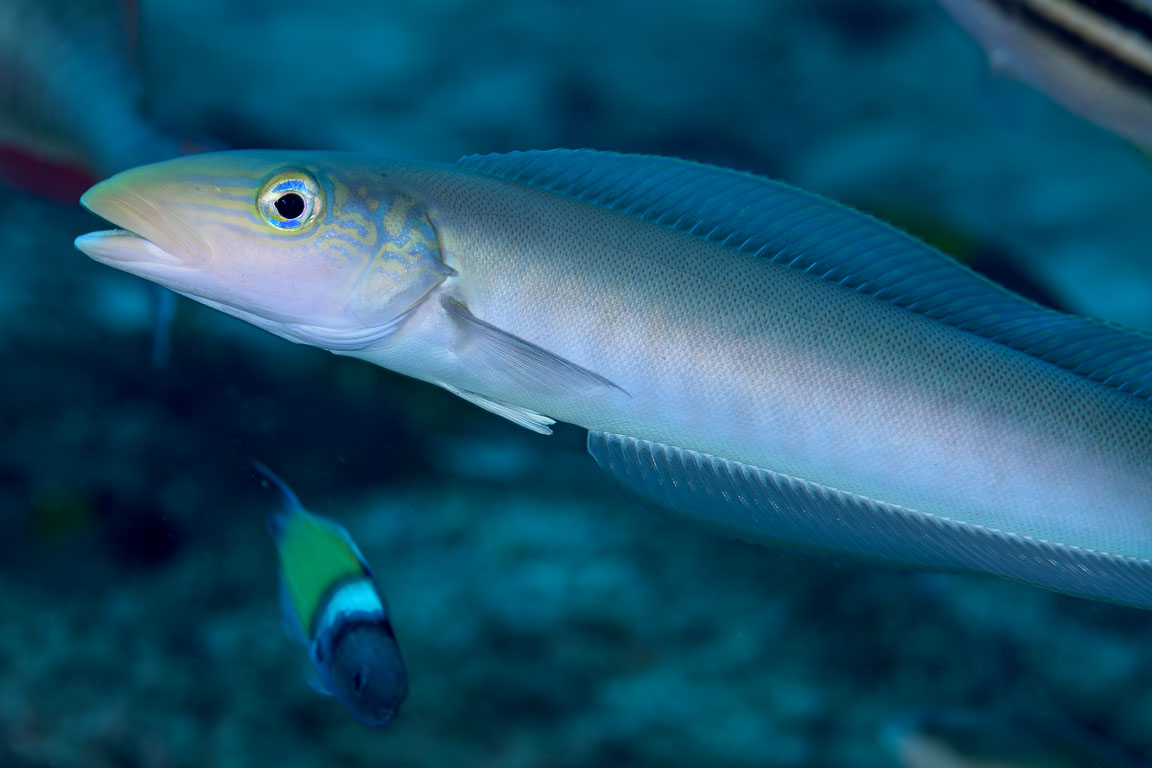 Malacanthus plumieri TG_449_32.jpg