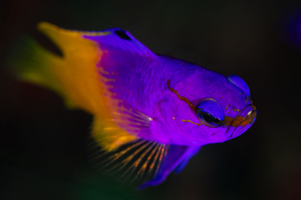 Gramma loreto TG_449_51-Edit.jpg