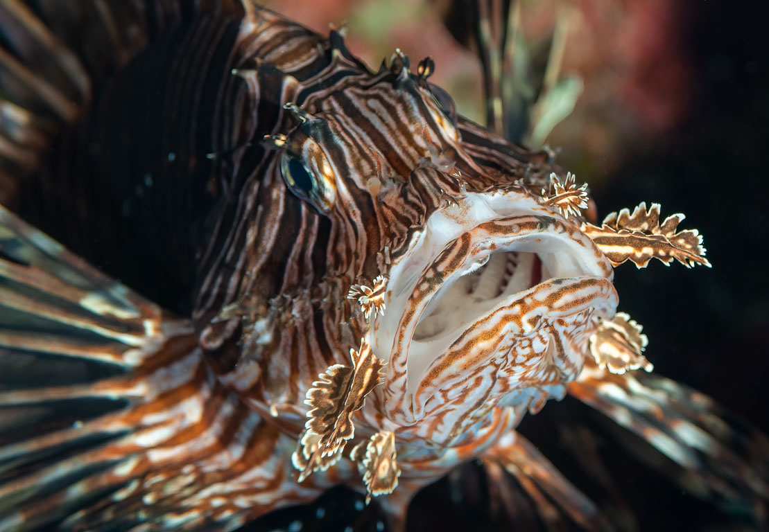 Pterois volitans TG_450_36.jpg