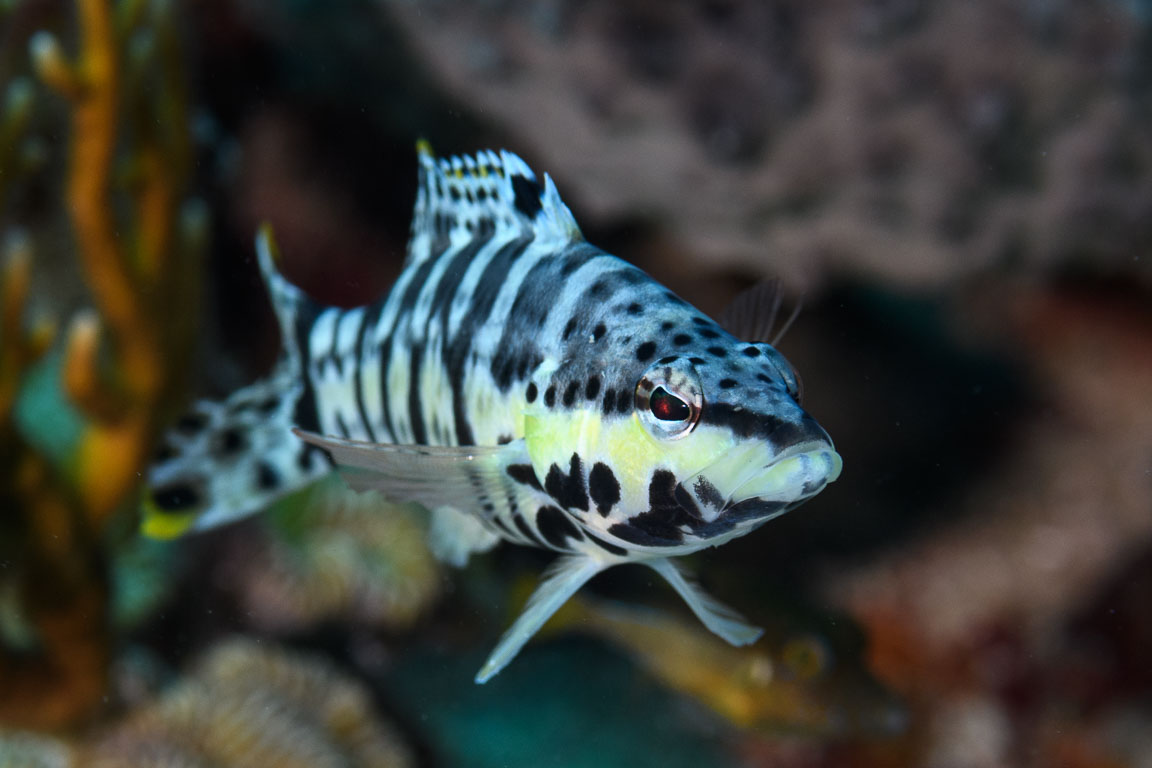 Serranus tigrinus TG_450_75.jpg