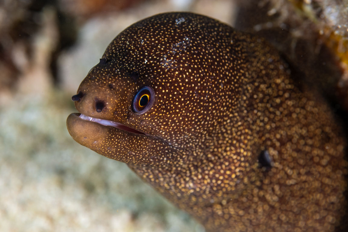 Gymnothorax miliaris TG_451_95.jpg