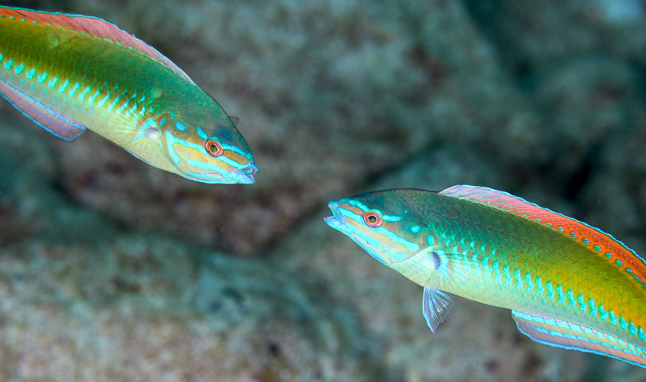 Halichoeres pictus TG_452_64.jpg
