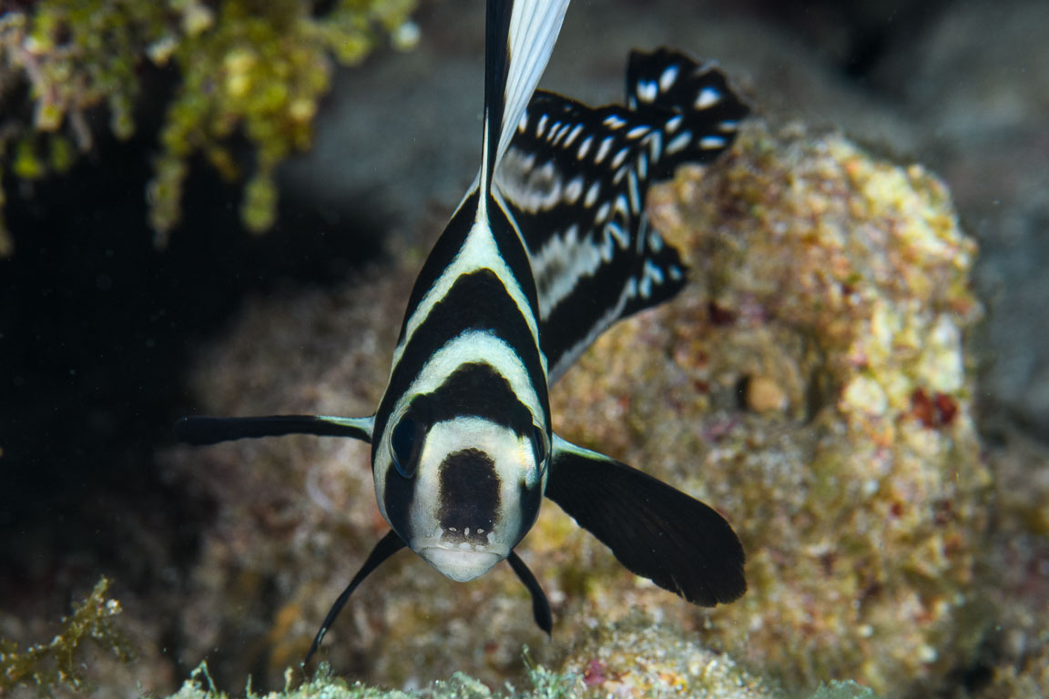 Equetus punctatus TG_452_71.jpg