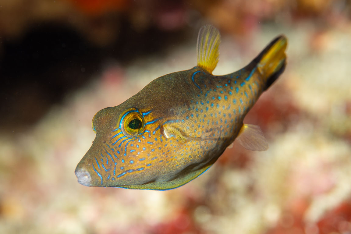 Canthigaster rostrata TG_454_18.jpg