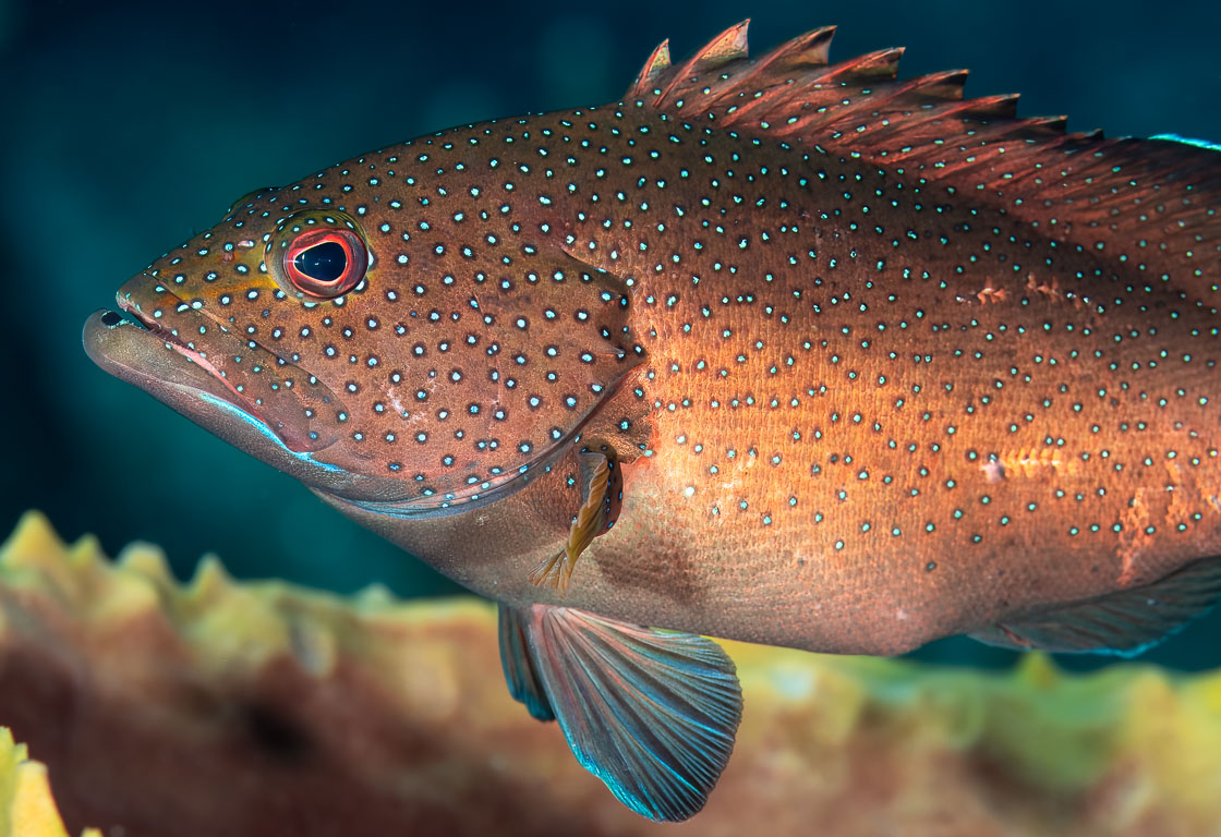 Cephalopholis fulva TG_454_24.jpg
