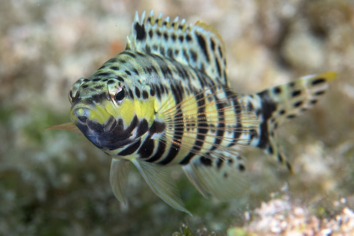 Serranus tigrinus TG_456_15.jpg