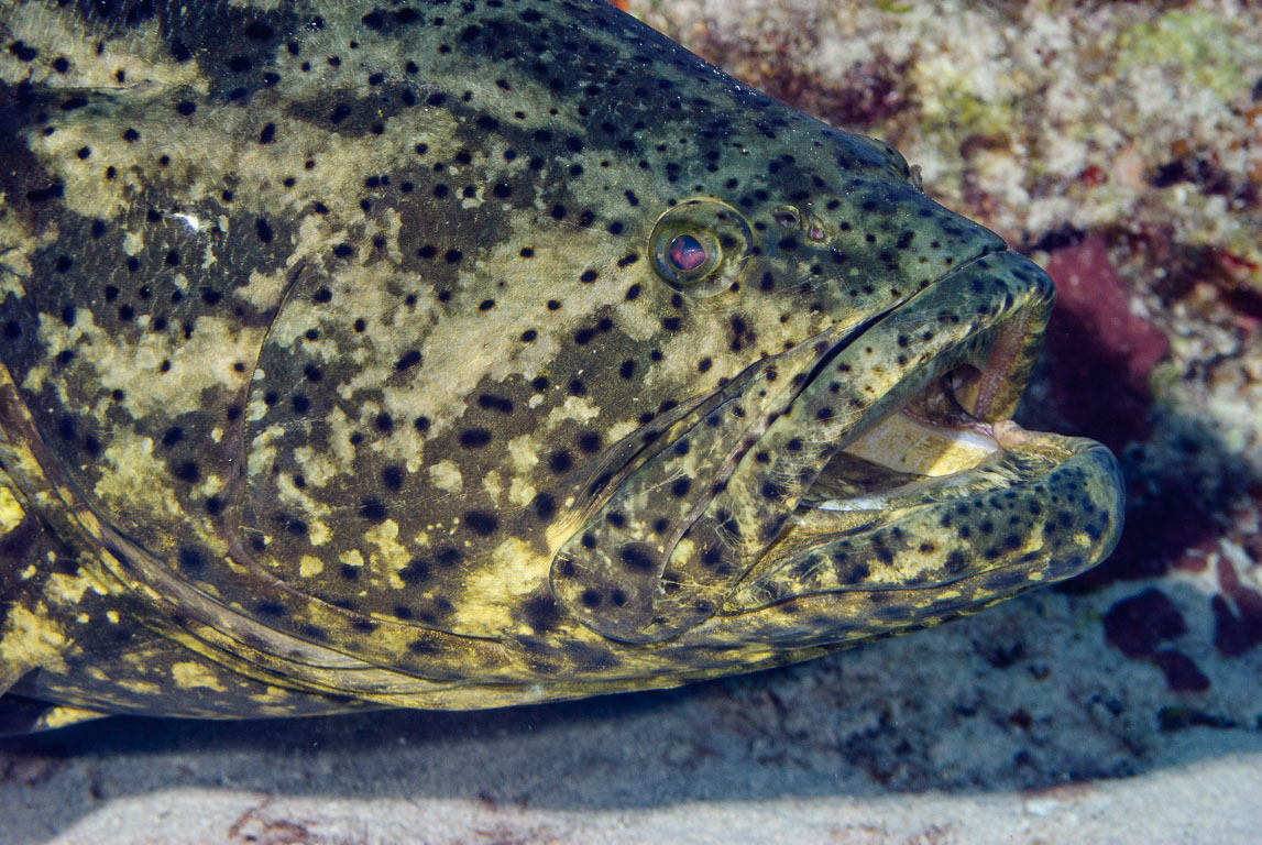 TG_208_70.jpg