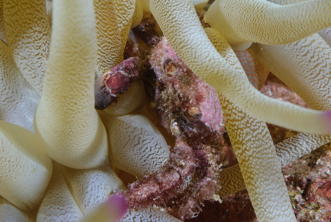 Elysia crispata TG_236_17.jpg