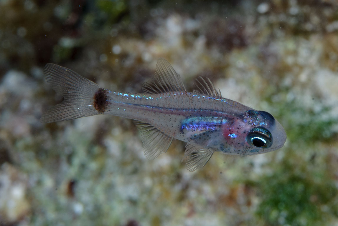 Phaeoptyx pigmentaria TG_236_31.jpg