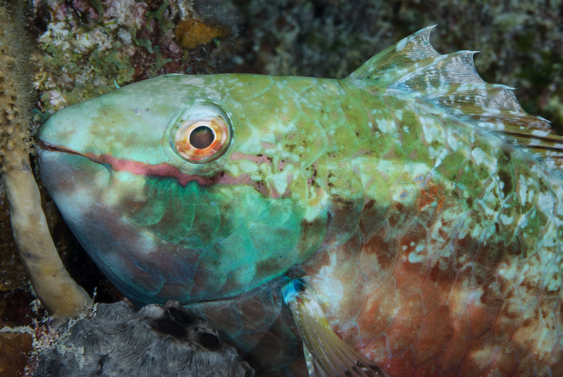 Sparisoma aurofrenatum TG_236_45.jpg