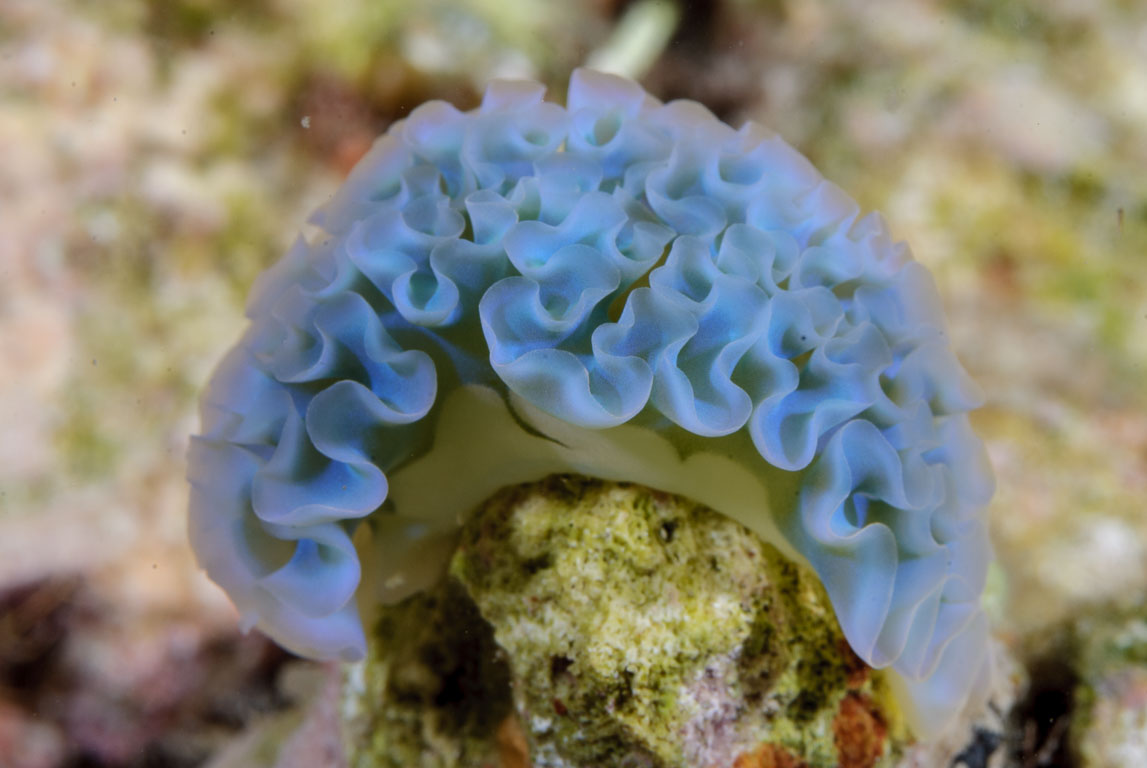 Elysia crispata TG_236_68.jpg