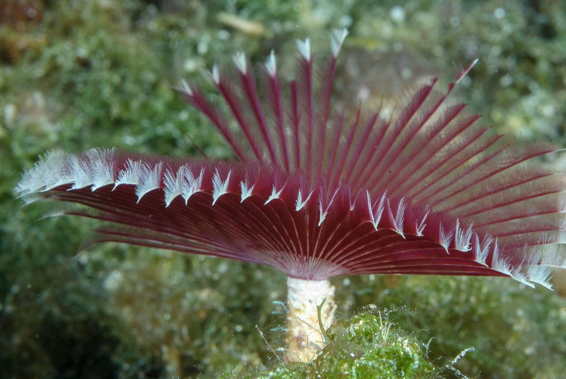 Anamobaea oerstedi TG_237_26.jpg