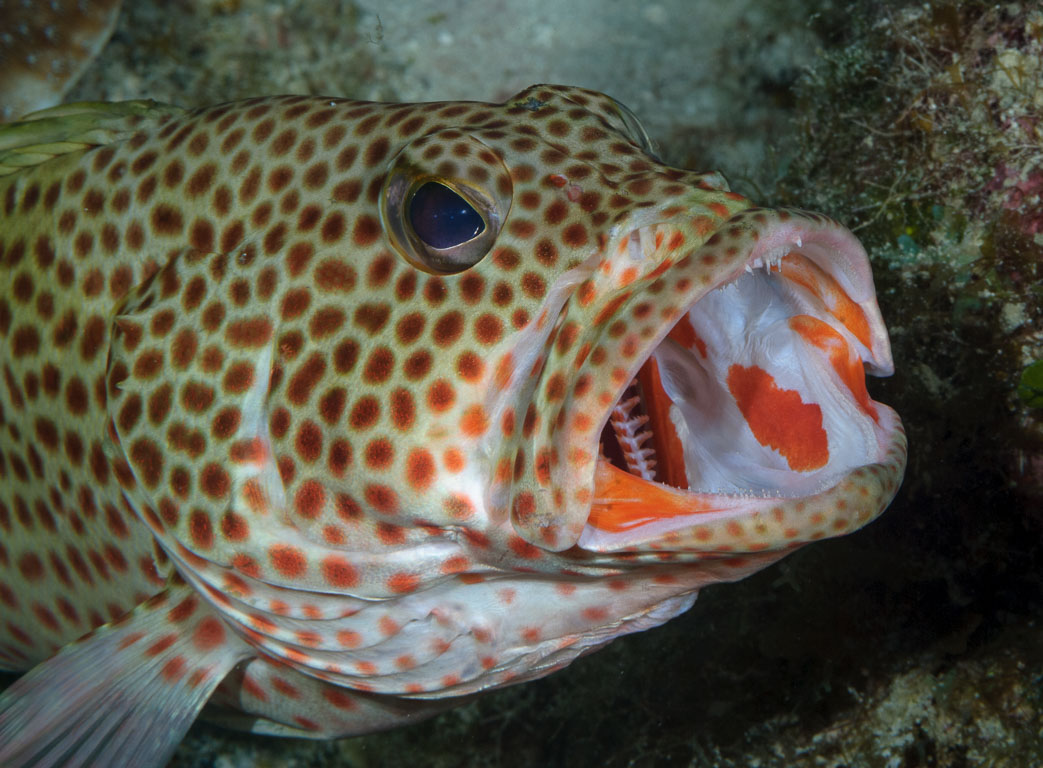 Epinephelus guttatus TG_237_30.jpg