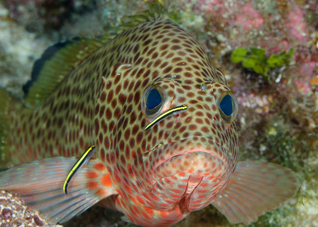 Epinephelus guttatus TG_237_38.jpg