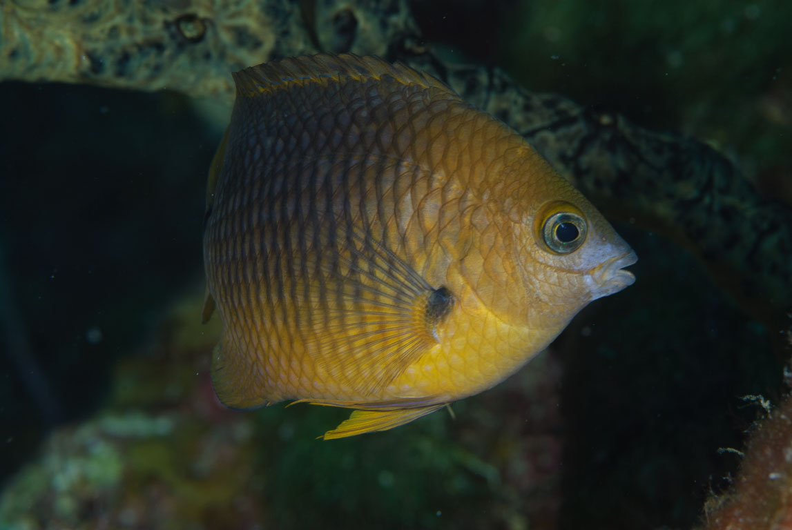 Stegastes planifrons TG_237_42.jpg