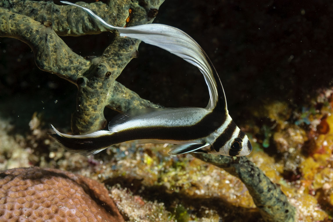 Equetus punctatus TG_240_58.jpg