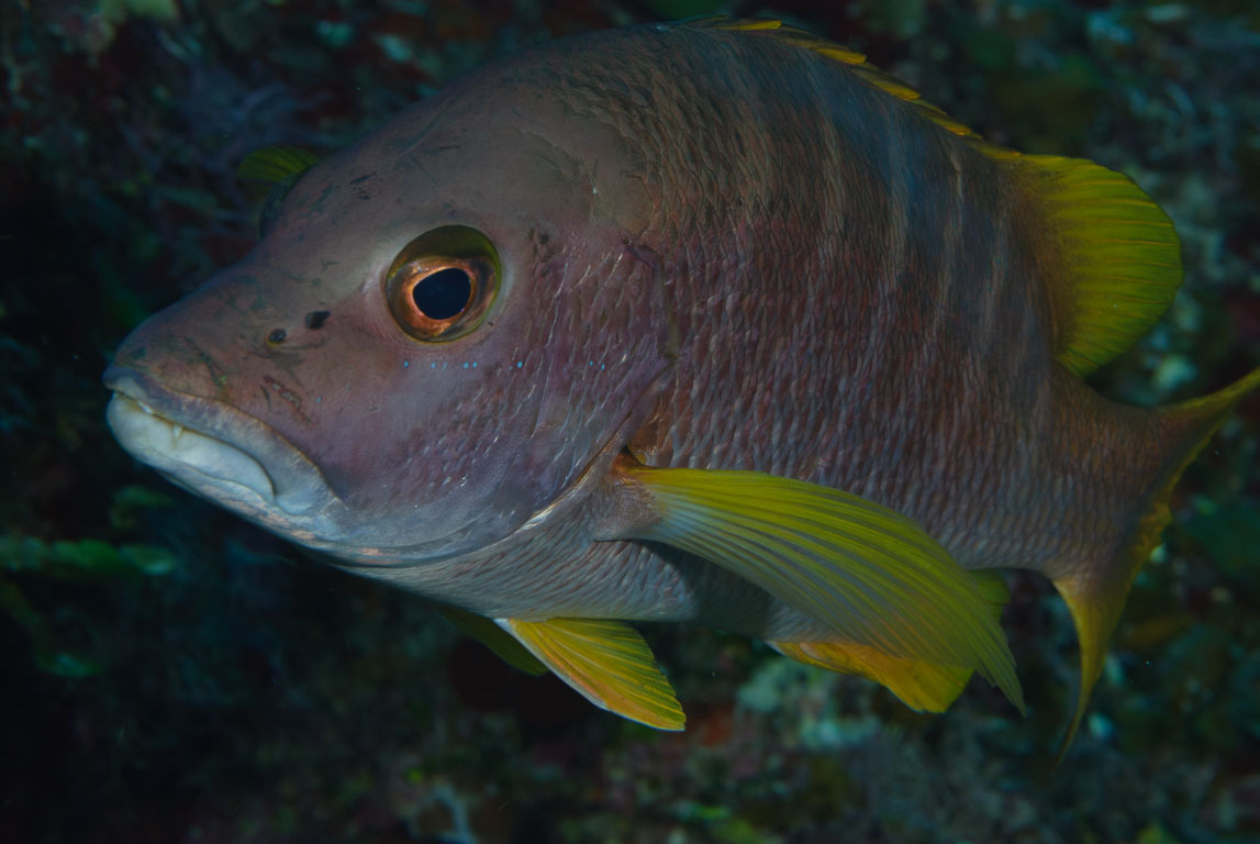 Lutjanus apodus TG_244_6.jpg