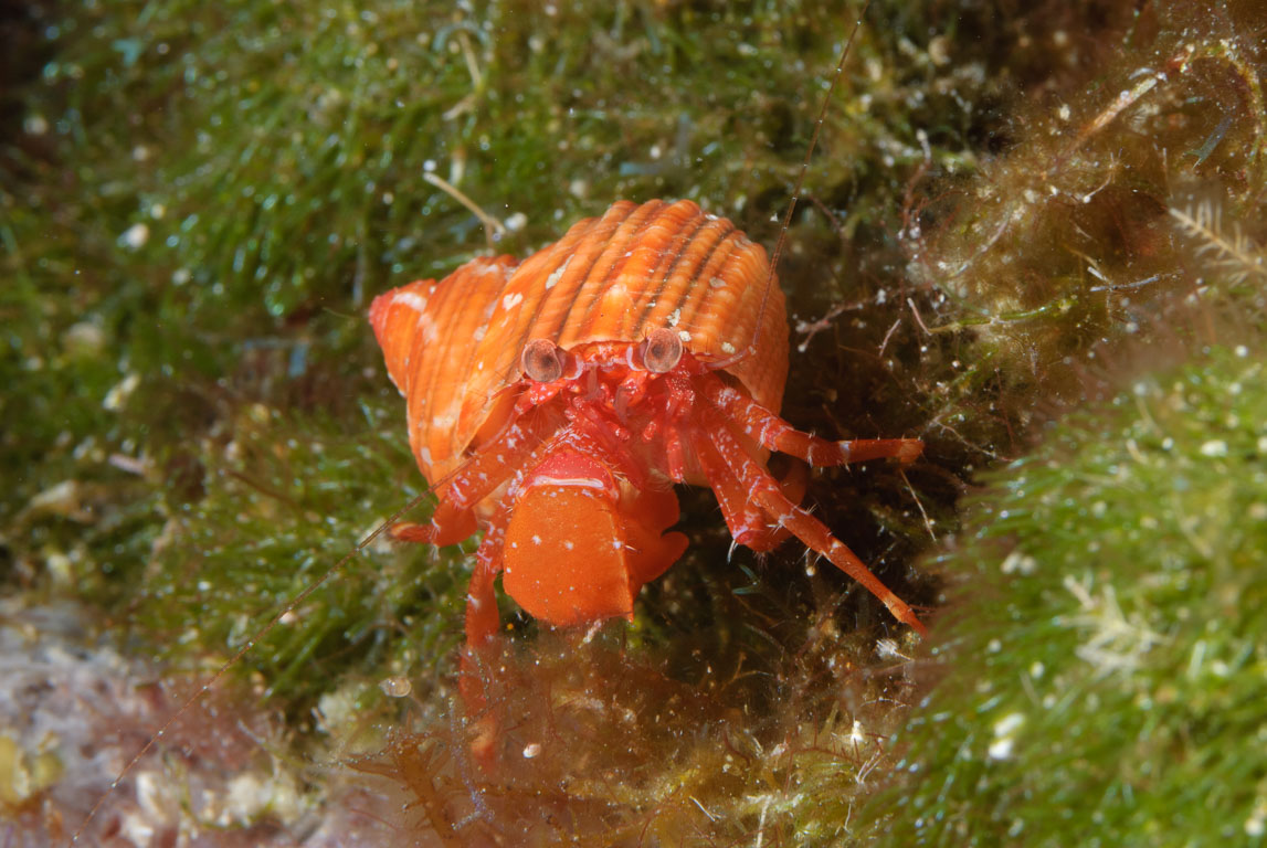 Phimochirus randalli TG_245_15.jpg
