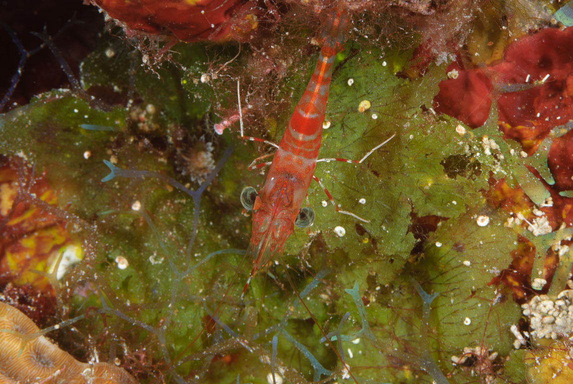 Cinetorhynchus rigens TG_245_9.jpg