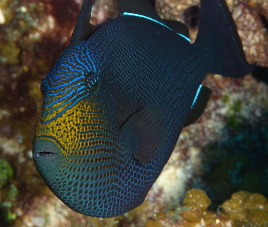 Melichthys niger TG_246_45.jpg