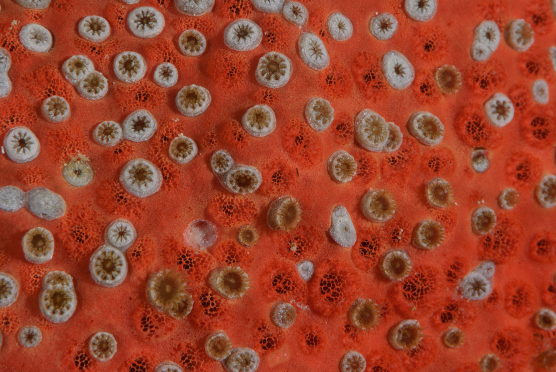 Parazoanthus catenularis TG_246_6.jpg