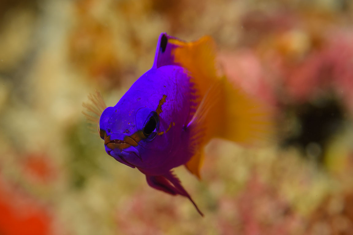 Gramma loreto TG_433_15.jpg