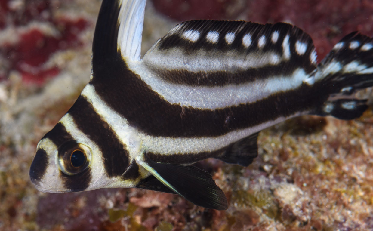 Equetus punctatus TG_434_36.jpg