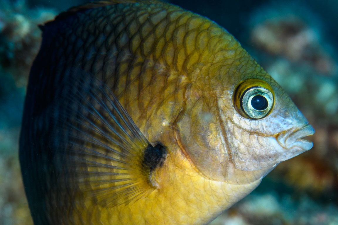 Stegastes planifrons TG_435_17.jpg