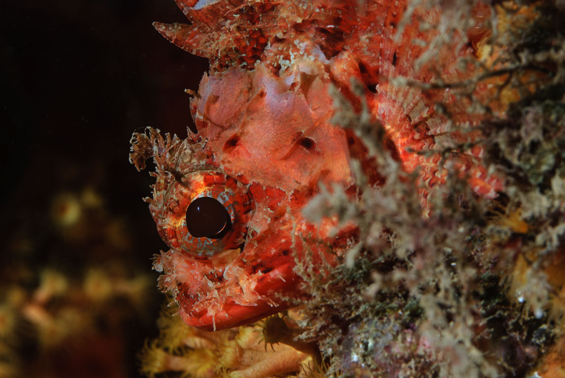 Scorpaena notata TG_196_14.jpg