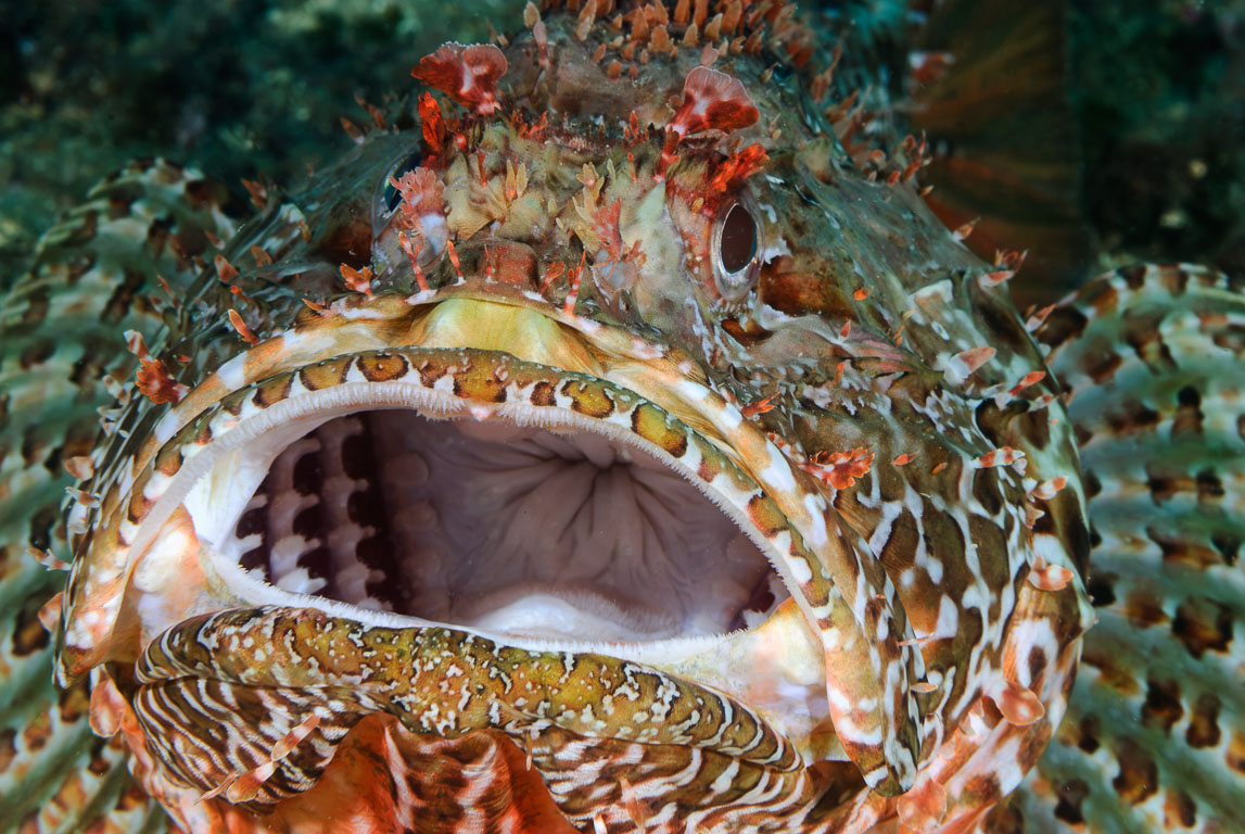 Scorpaena scrofa TG_196_34.jpg