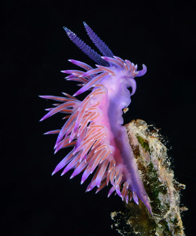 Flabellina affinis TG_196_52.jpg