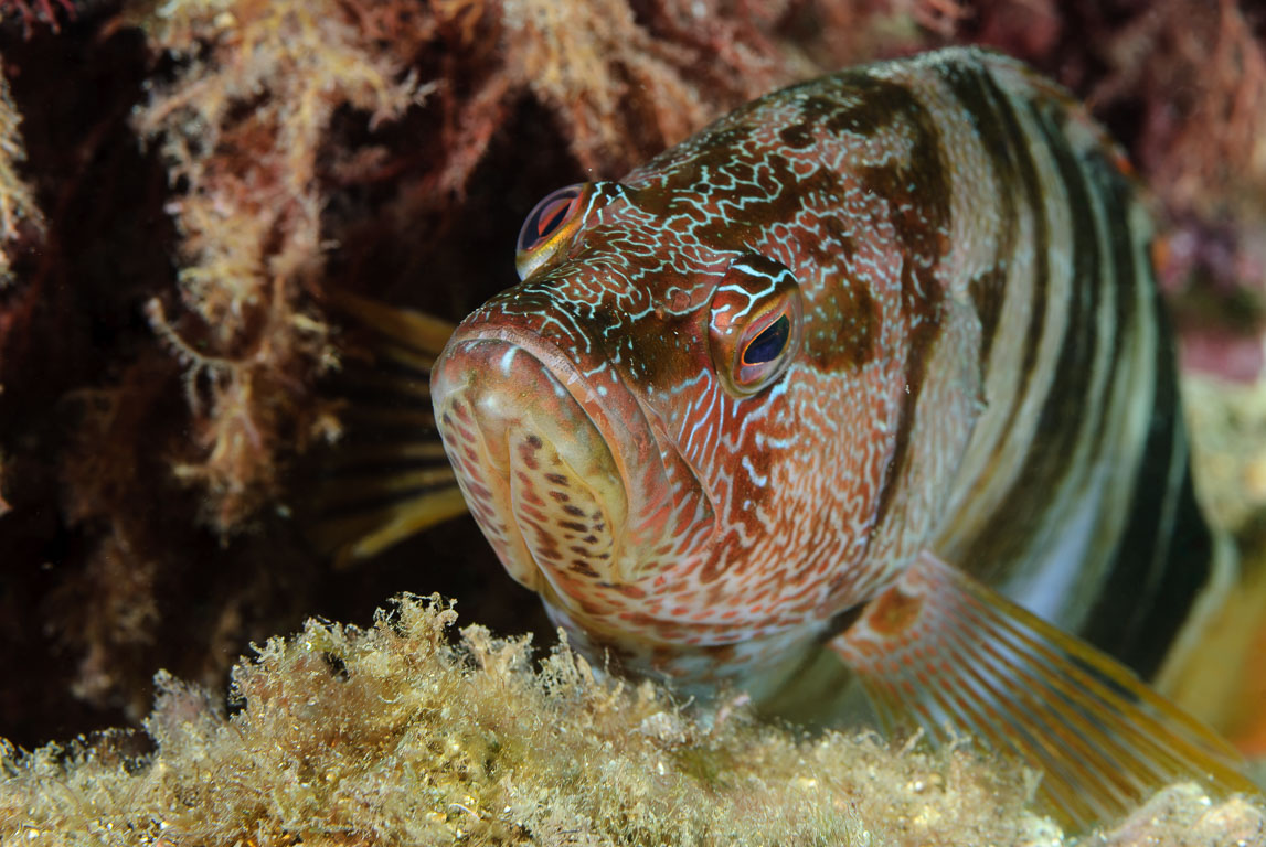 Serranus scriba TG_196_60.jpg