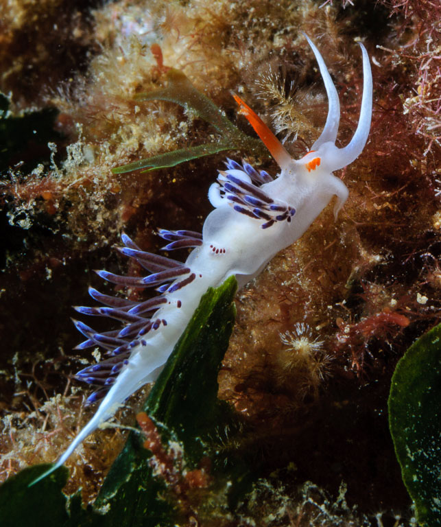 Cratena peregrina TG_196_77.jpg