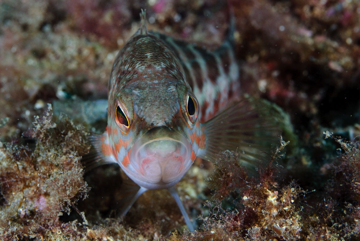 Serranus atricauda TG_197_33.jpg