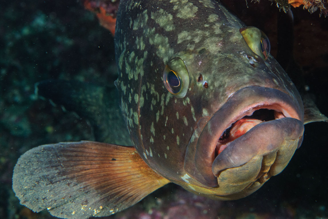 Epinephelus marginatus TG_197_48.jpg