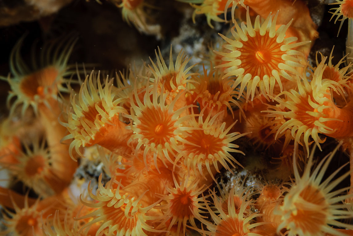 Parazoanthus axinellae TG_197_65.jpg