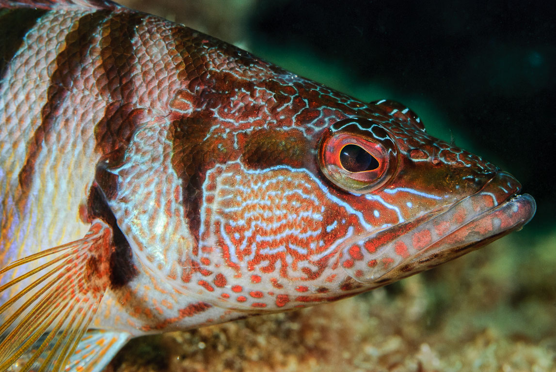 Serranus scriba TG_198_51.jpg