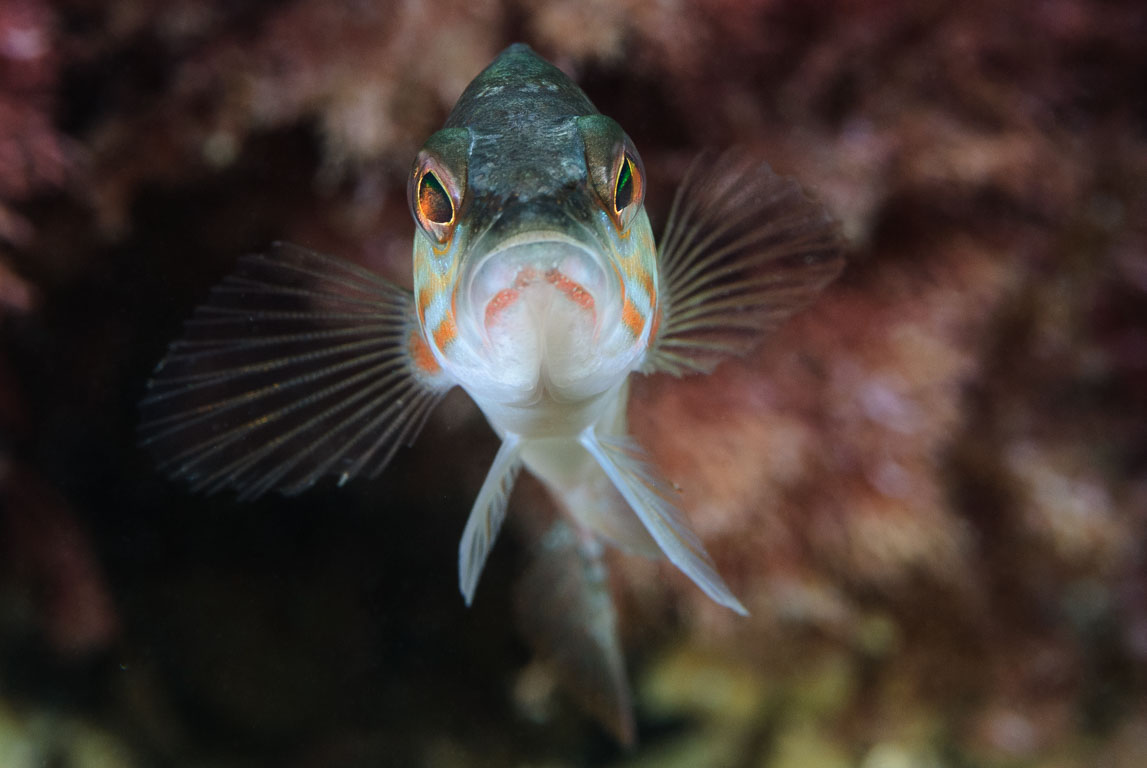 Serranus atricauda TG_198_59.jpg