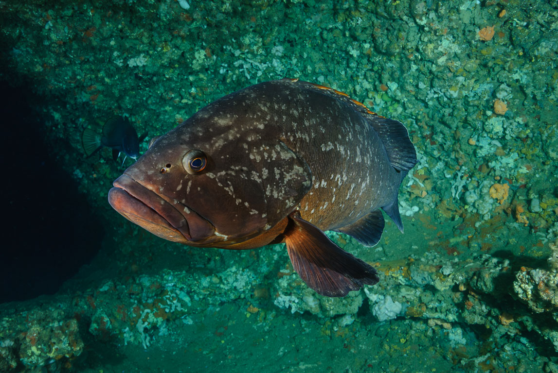 Epinephelus marginatus TG_200_29.jpg