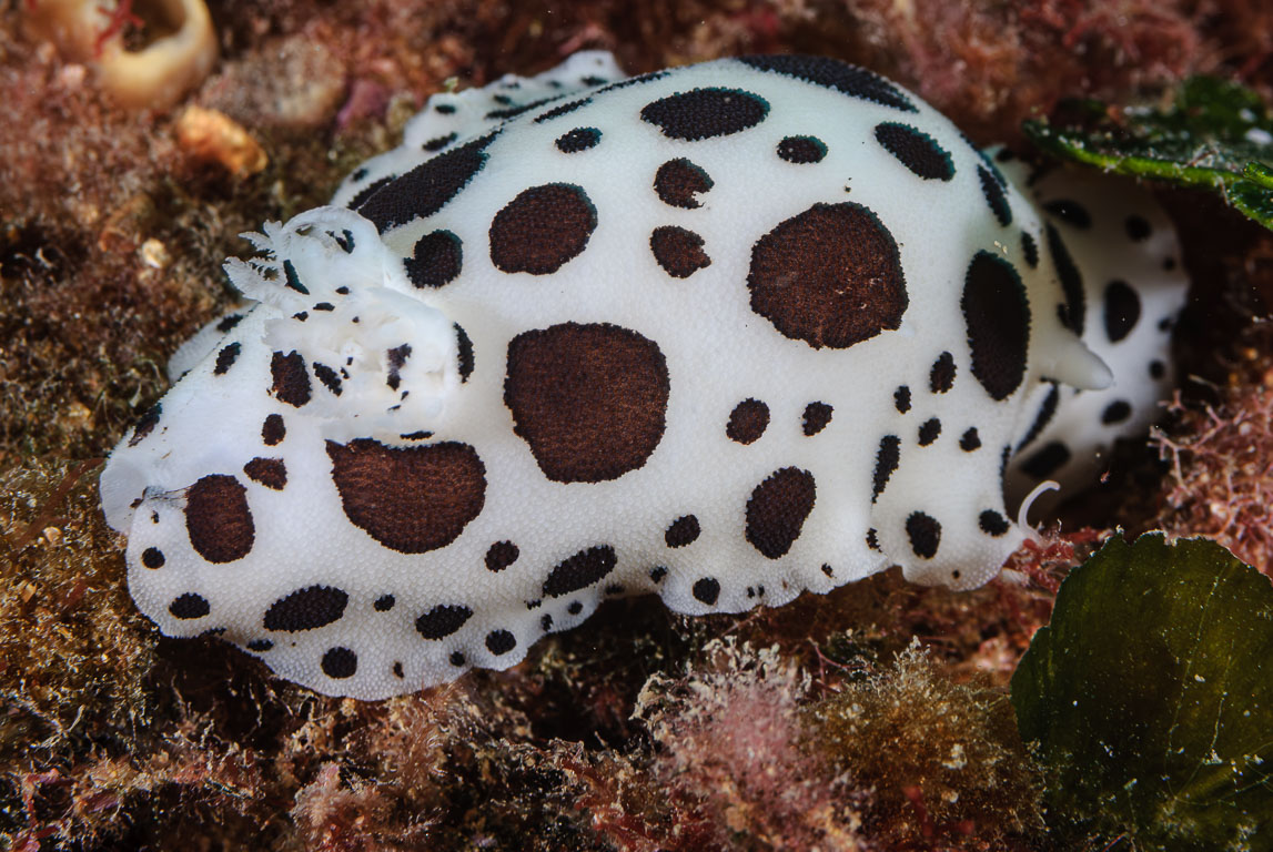Peltodoris atromaculata TG_202_16.jpg