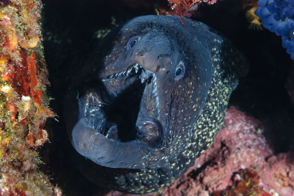 Muraena helena TG_202_23.jpg