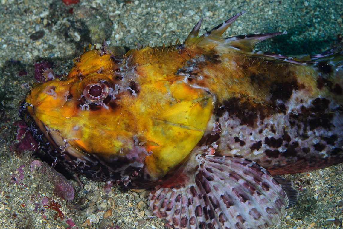 Scorpaena scrofa TG_202_5.jpg