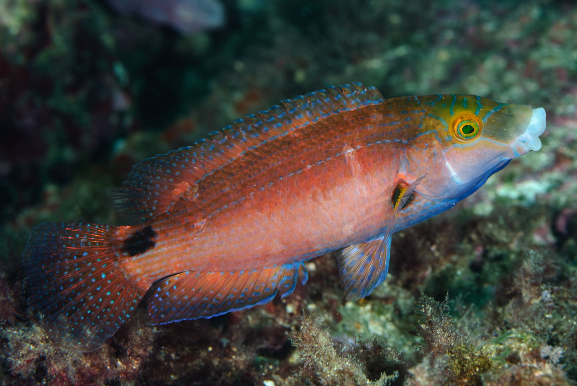 Symphodus mediterraneus TG_202_58.jpg