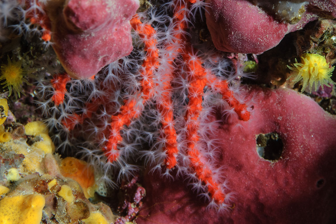Corallium rubrum TG_202_8.jpg
